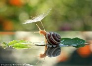 caracol-paraguas-fotografia